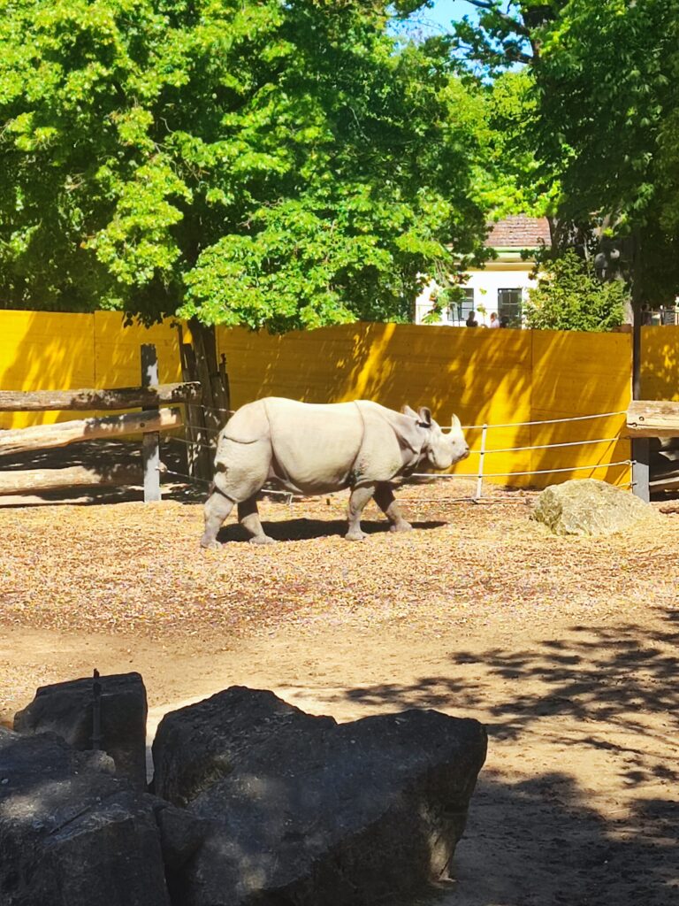 Povodni konji, živalski vrt Dunaj, Vienna, Dunaj živalski vrst, ZOO Dunaj, Dunaj ZOO, Dunaj živalski vrt, nilski konj, schonbrunn zoo, tiergarten vienna, wien, wien zoo, zoo schonbrunn, kam za prvi maj, družinske počitnice, družinsko potovanje, izlet v avstrijo, avstrija, dunaj avstrija, dunaj znamenitosti, dunaj ljubljana, kam za prvi maj, prvomajske počitnice